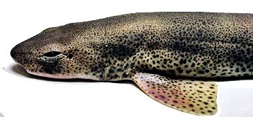 sciliorhinus canicula_06.jpg